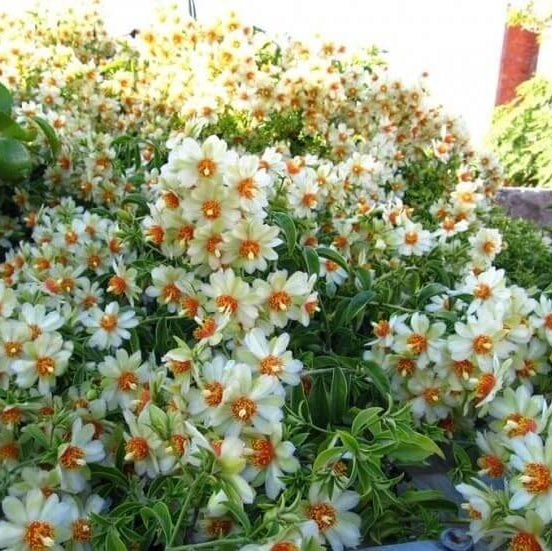 Humulus lupulus Seeds – Calypso Hops