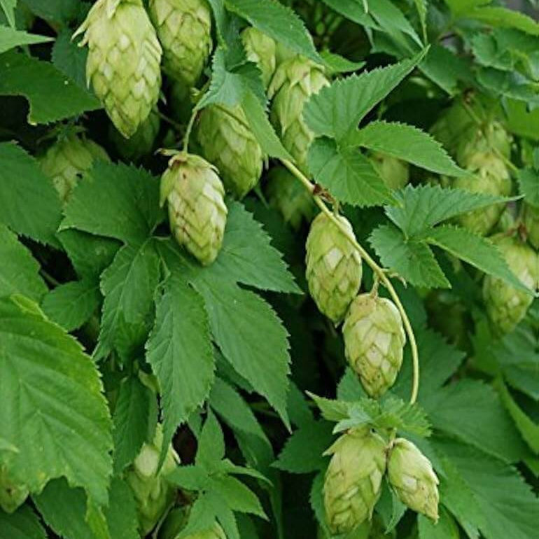 Humulus lupulus Seeds – Common Hops