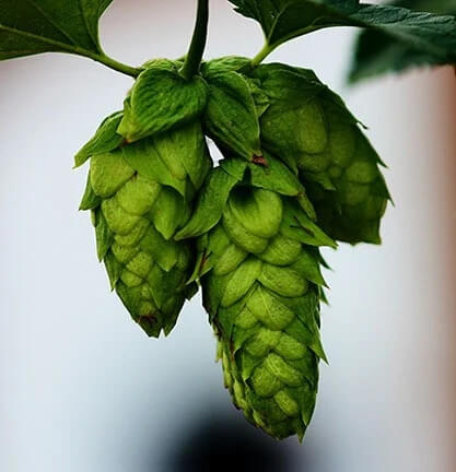 Humulus lupulus Seeds – Common Hops