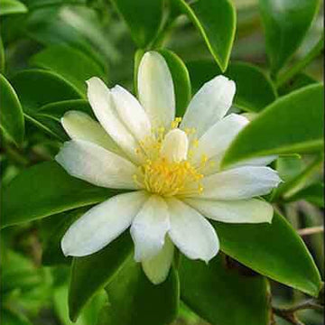 Humulus lupulus Seeds – Calypso Hops