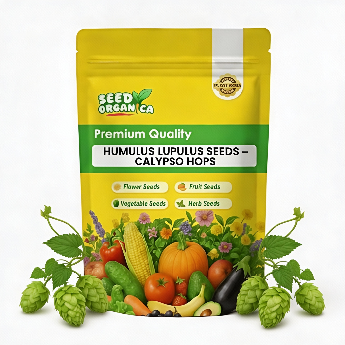 Humulus lupulus Seeds – Calypso Hops
