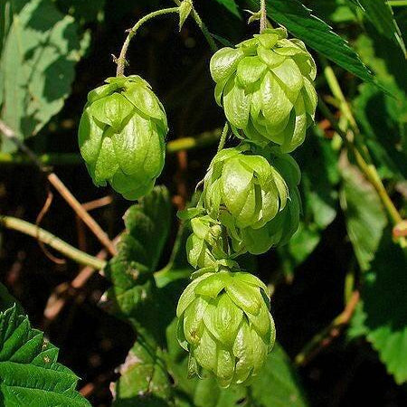 Humulus lupulus Seeds – Common Hops