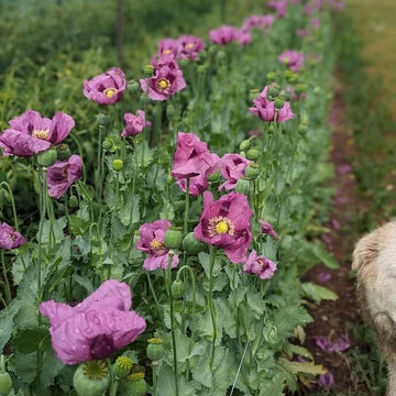 Hungarian Blue Poppy Seeds - Flower Plant