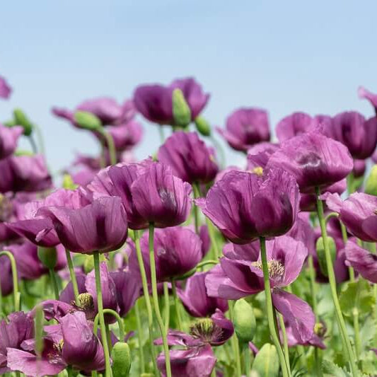 Hungarian Blue Poppy Seeds - Flower Plant