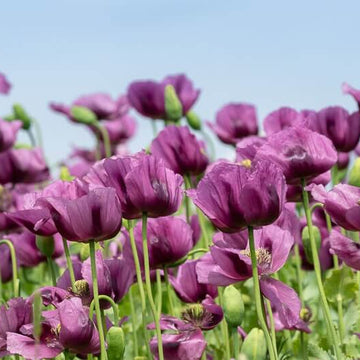Hungarian Blue Poppy Seeds - Flower Plant