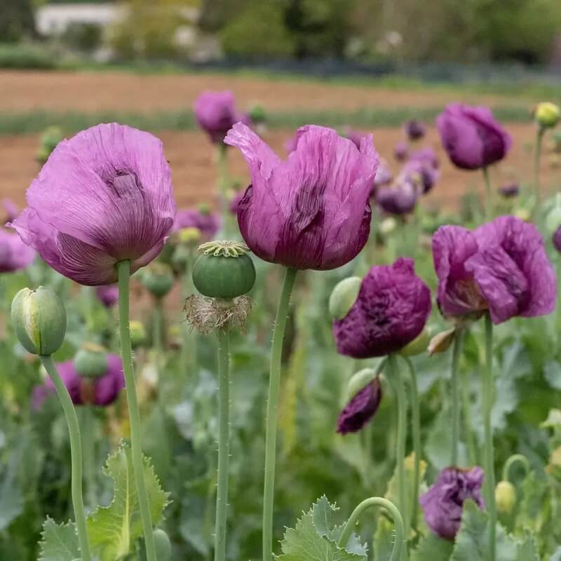 Hungarian Blue Poppy Seeds - Flower Plant