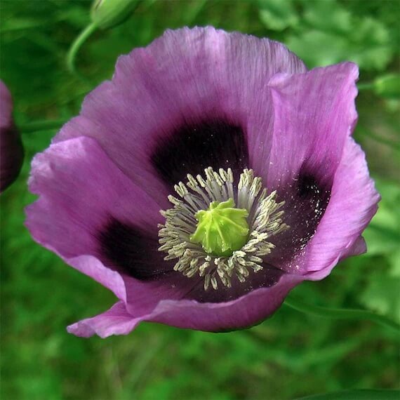Hungarian Blue Poppy Seeds - Flower Plant