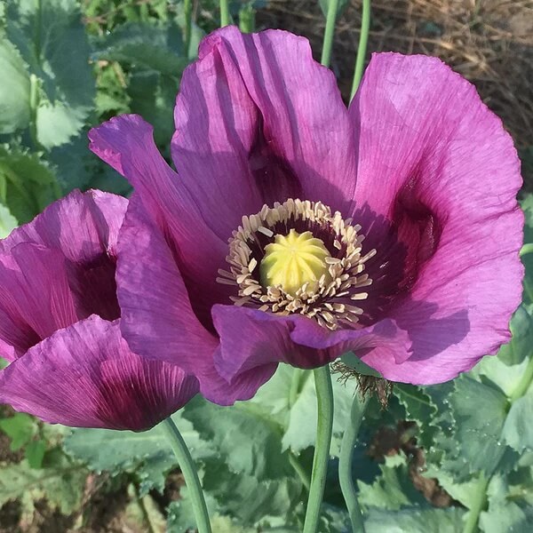 Hungarian Blue Poppy Seeds - Flower Plant