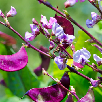 Hyacinth Bean Seeds – Lablab Purpureus