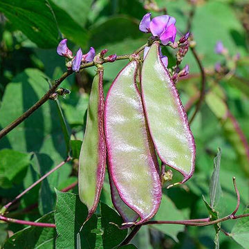 Hyacinth Bean Seeds – Purple