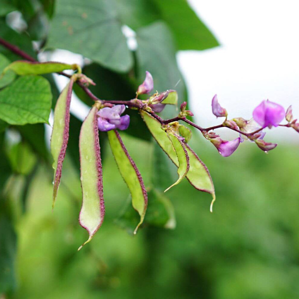 Hyacinth Bean Seeds – Purple