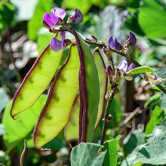 Hyacinth Bean Seeds – Purple