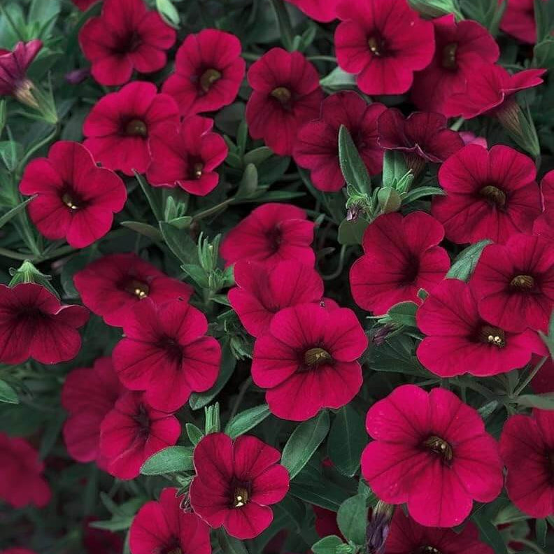 Hybrid Maroon Petunia Seeds 