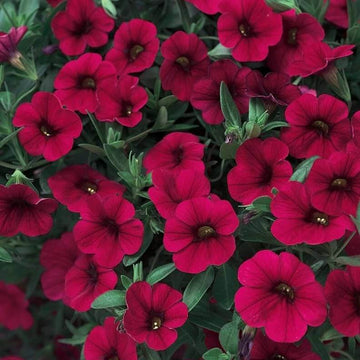 Hybrid Maroon Petunia Seeds 