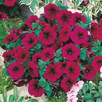 Hybrid Maroon Petunia Seeds 