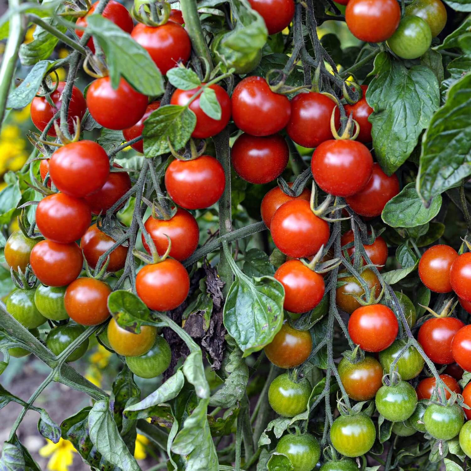 Hybrid Sweet Salad Tomato Seeds