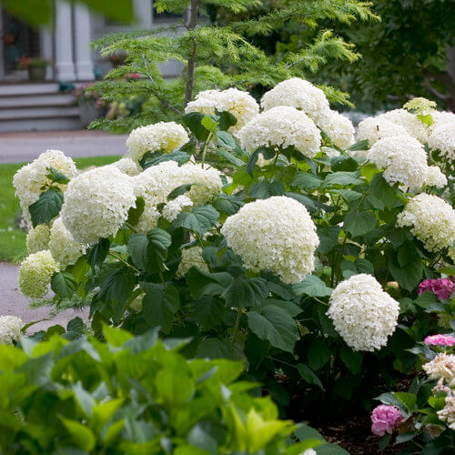 Hydrangea Arborescens Seeds - Flower Plant