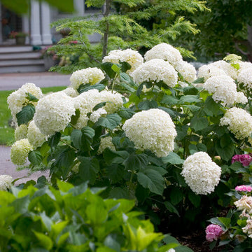 Hydrangea Arborescens Seeds - Flower Plant