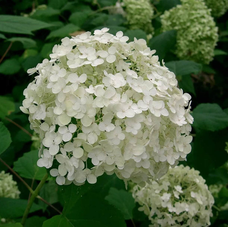 Hydrangea Arborescens Seeds - Flower Plantv