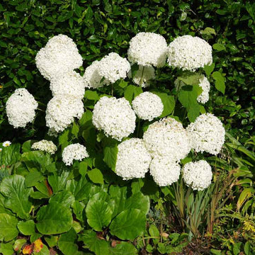 Hydrangea Arborescens Seeds - Flower Plant