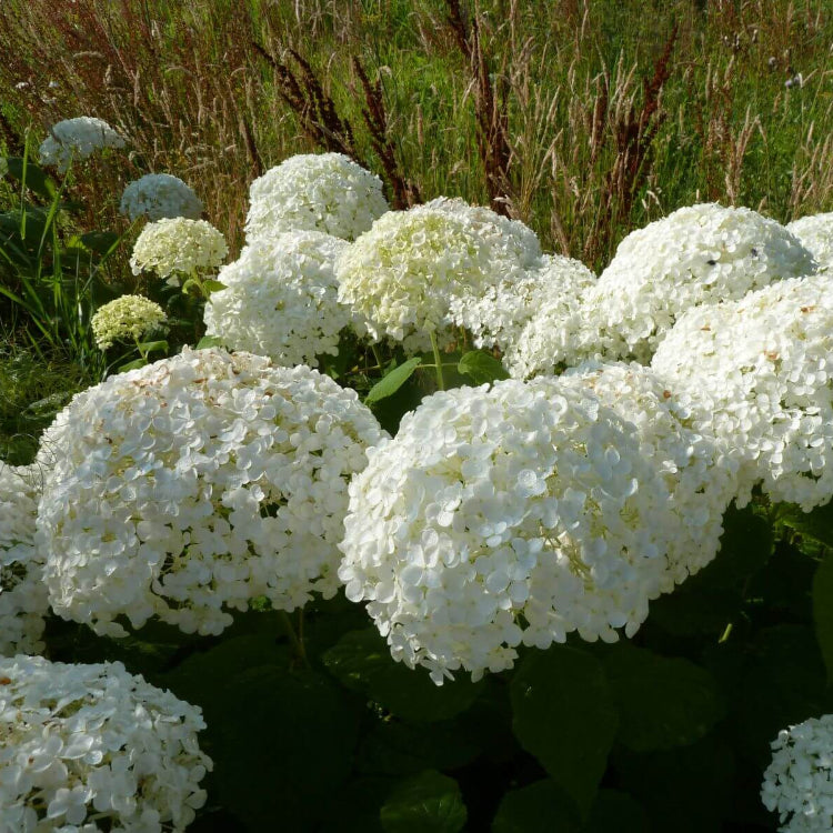 Hydrangea Arborescens Seeds - Flower Plant