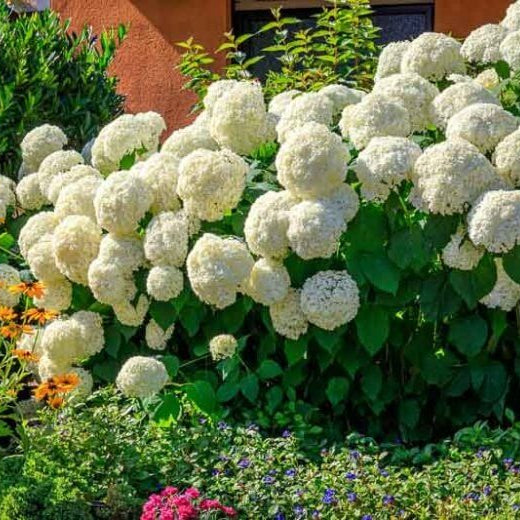 Hydrangea Arborescens Seeds - Flower Plant