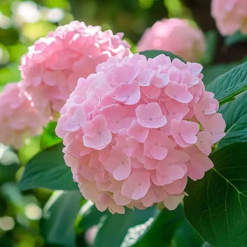 Hydrangea Seeds – Baby Pink