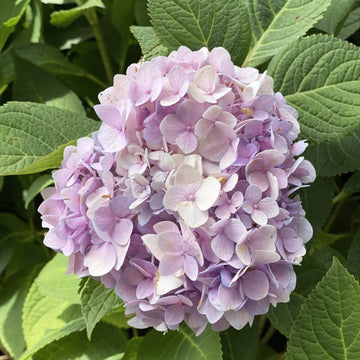 Hydrangea Bush Seeds - Flower Plant