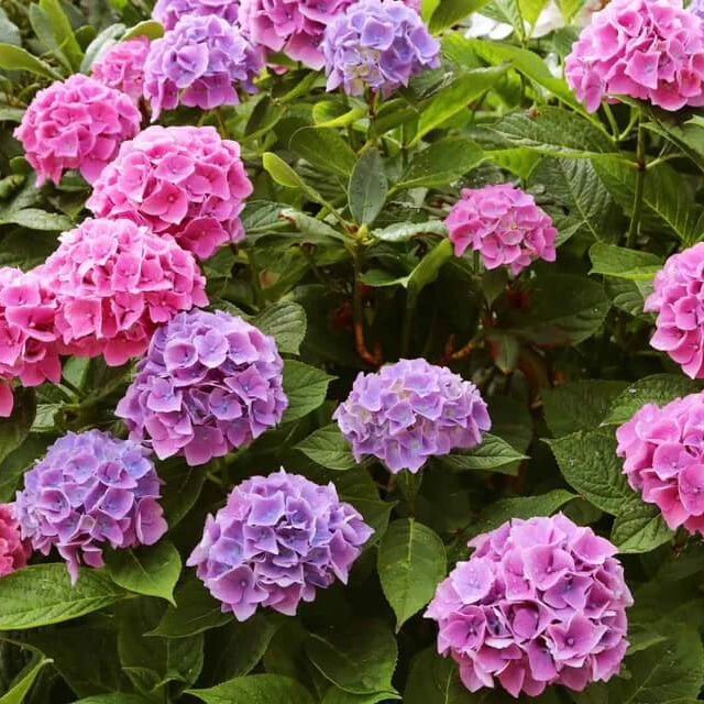 Hydrangea Bush Seeds - Flower Plant