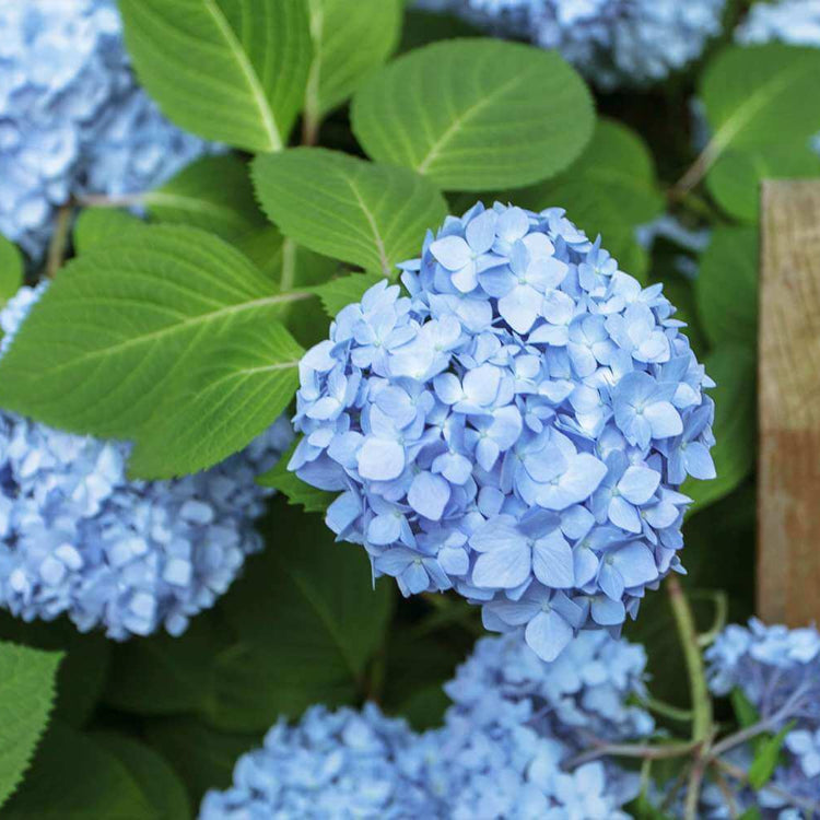 Hydrangea Bush Seeds - Flower Plant