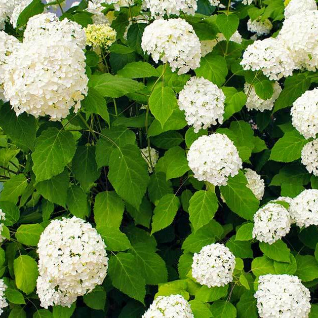 Hydrangea Bush Seeds - Flower Plant
