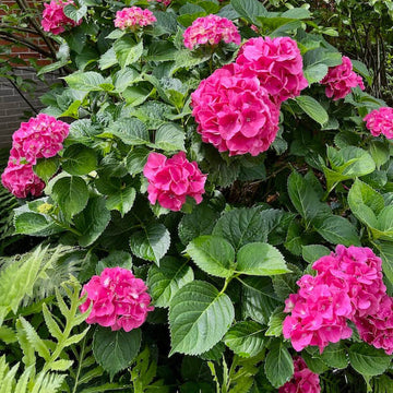 Hydrangea Bush Seeds - Flower Plant