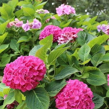 Hydrangea Garden Seeds - Flower Plant