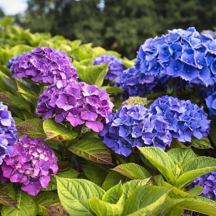 Hydrangea Garden Seeds - Flower Plant