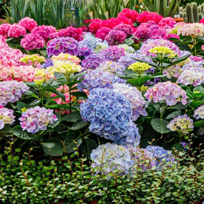 Hydrangea Garden Seeds - Flower Plant