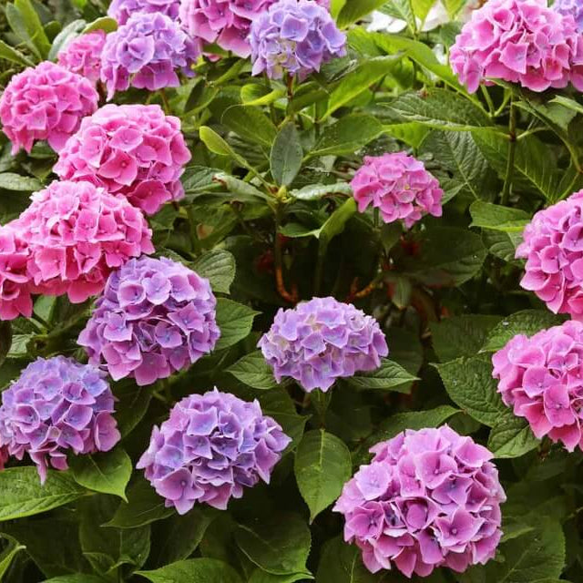 Hydrangea Garden Seeds - Flower Plant