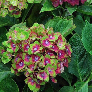 Hydrangea Seeds – Green Red