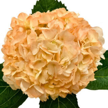 Hydrangea Seeds – Light Orange