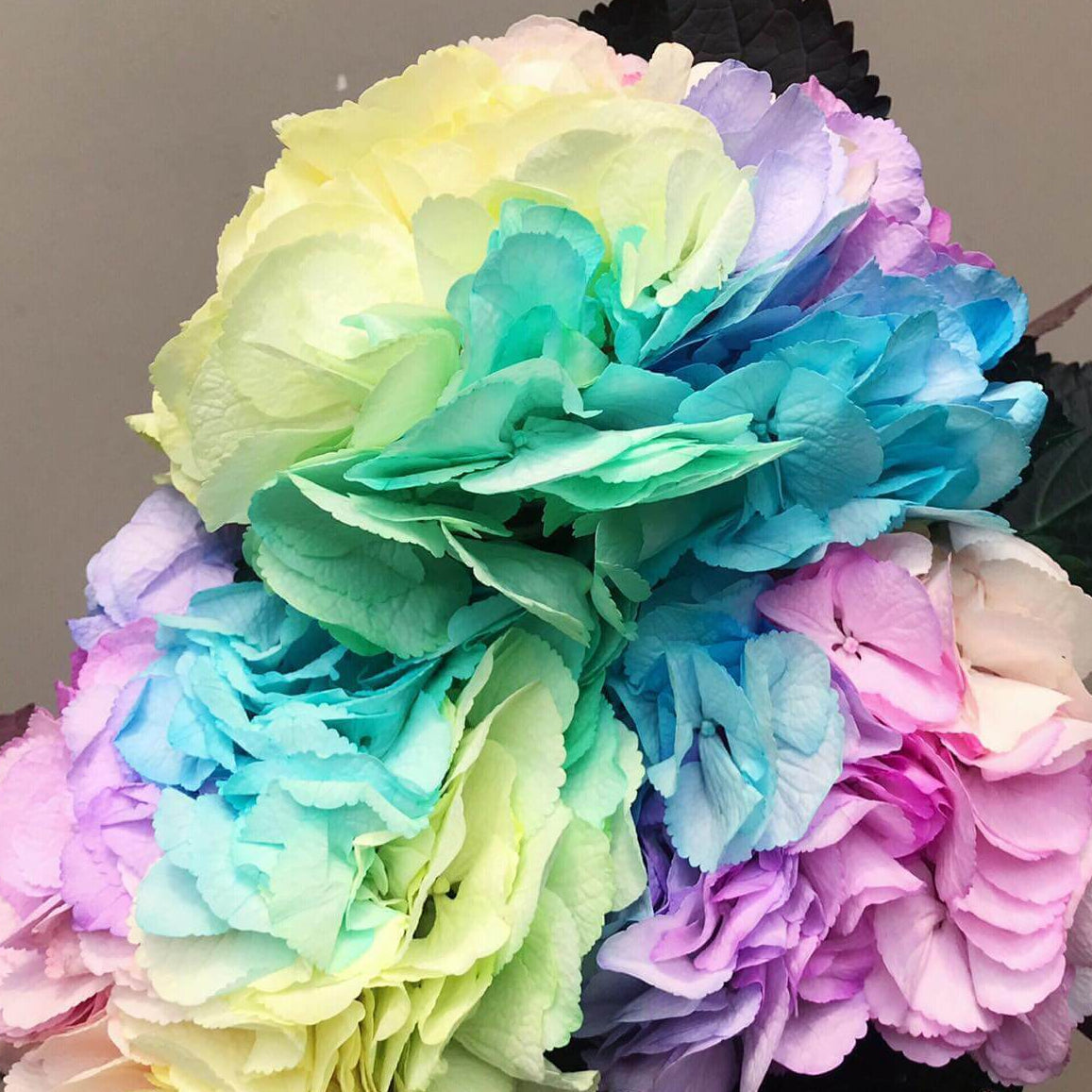 Hydrangea Seeds – Pastel Rainbow