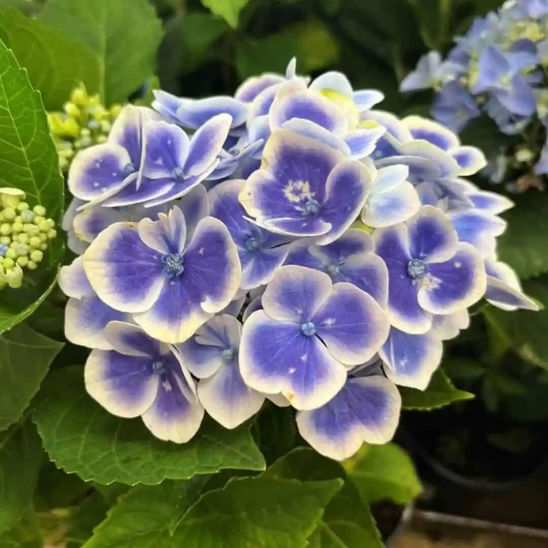 Hydrangea Planting Seeds - Flower Plant