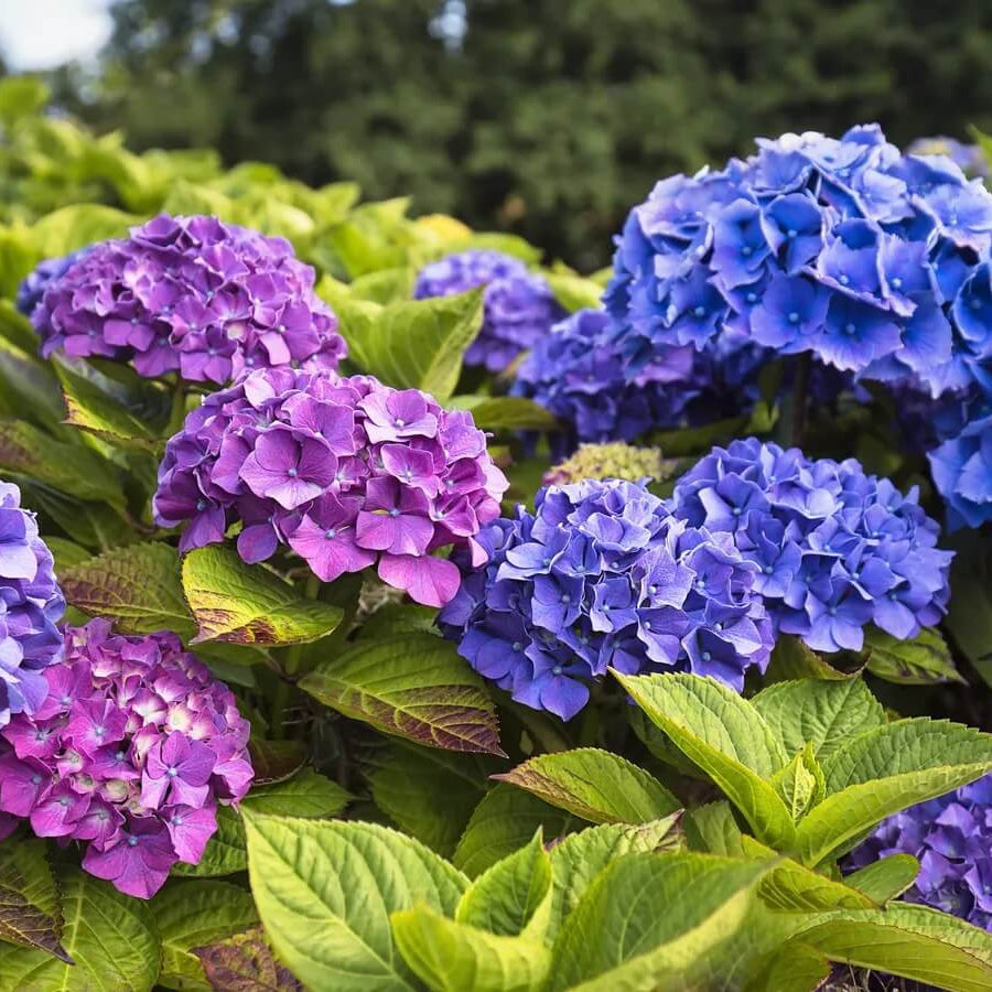 Hydrangea Planting Seeds - Flower Plant