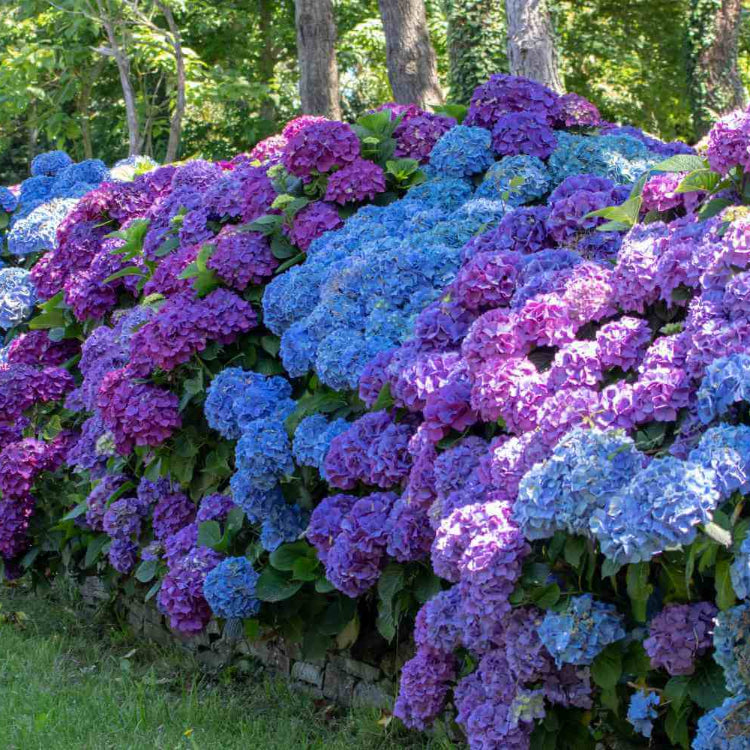Hydrangea Planting Seeds - Flower Plant
