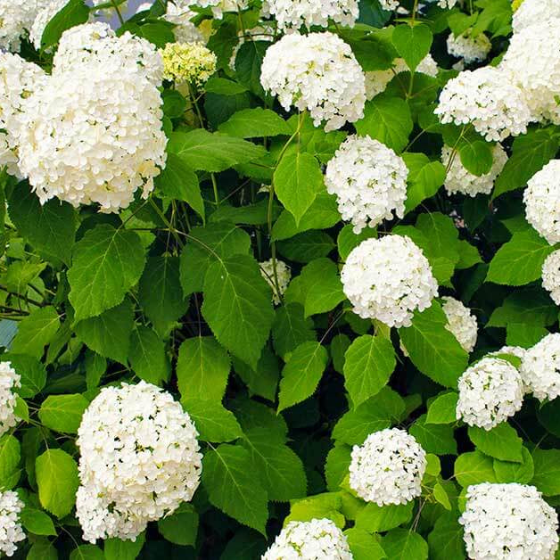 Hydrangea Planting Seeds - Flower Plant
