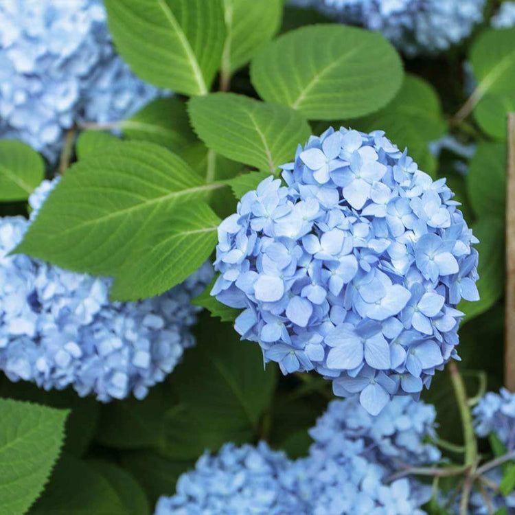 Hydrangea Planting Seeds - Flower Plant