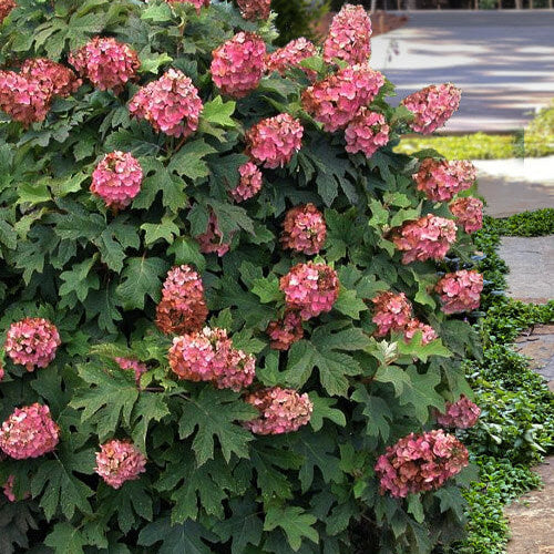 Hydrangea Quercifolia Seeds - Flower Plant