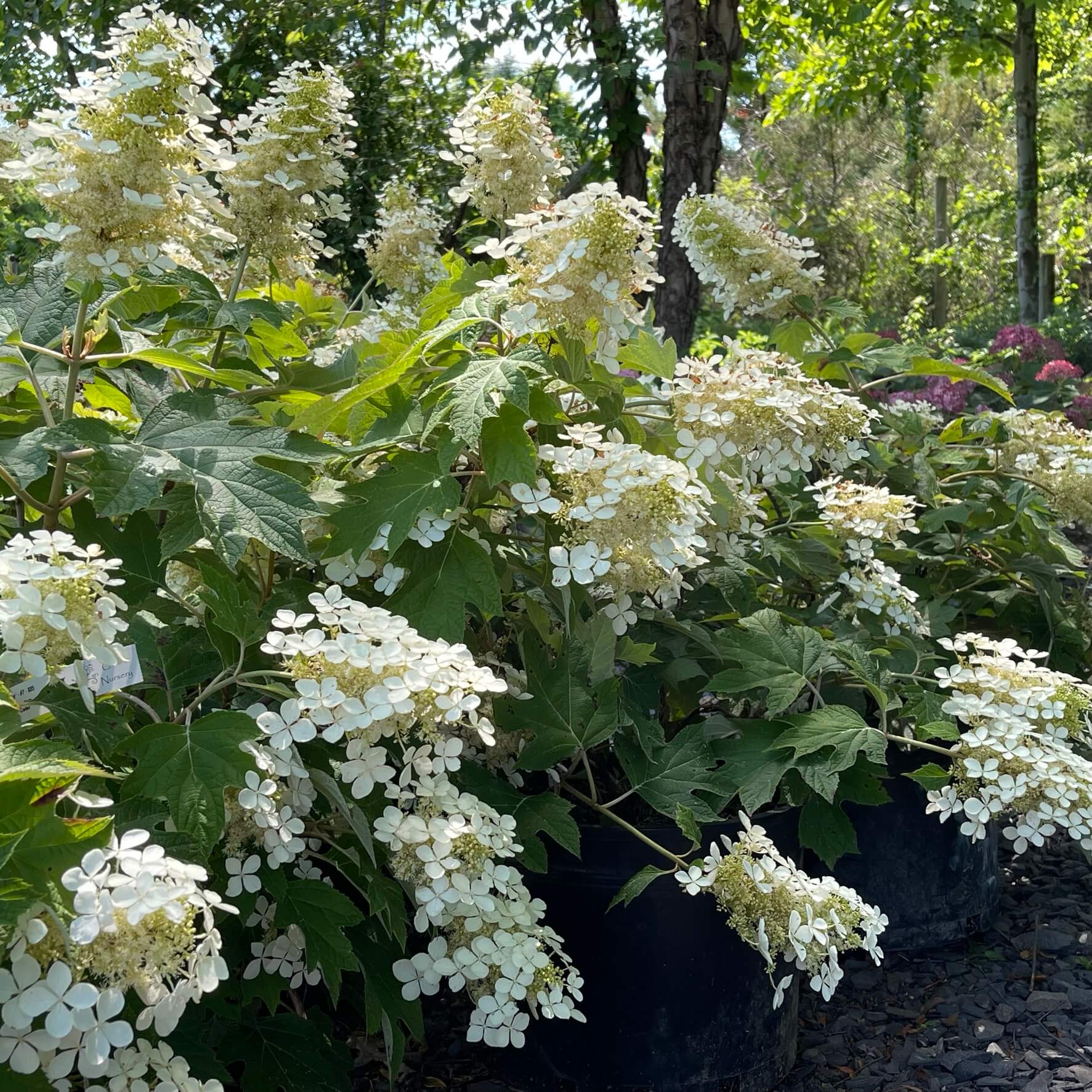 Hydrangea Quercifolia Seeds - Flower Plant