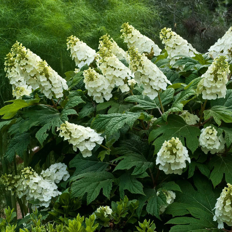 Hydrangea Quercifolia Seeds - Flower Plant