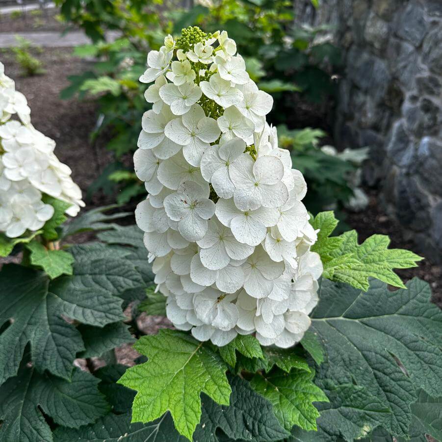 Hydrangea Quercifolia Seeds - Flower Plant
