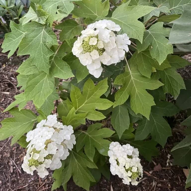 Hydrangea Quercifolia Seeds - Flower Plant