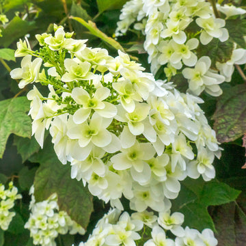 Hydrangea Quercifolia Seeds - Flower Plant